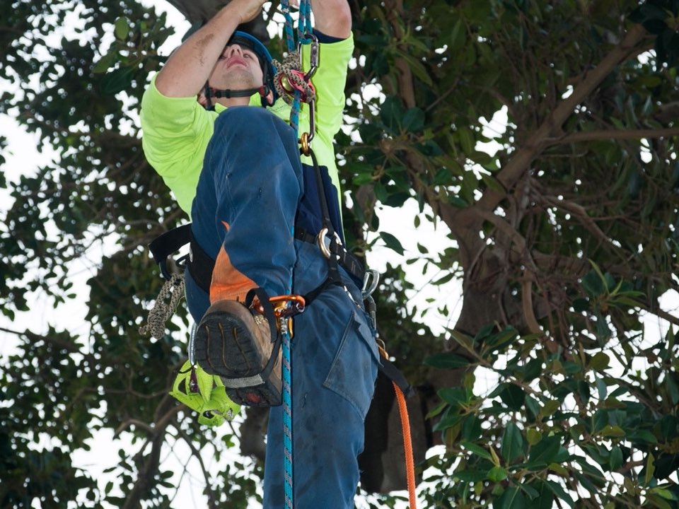 Qualified arborist working in a mature tree during an Enviro Trees UK survey in Falkirk