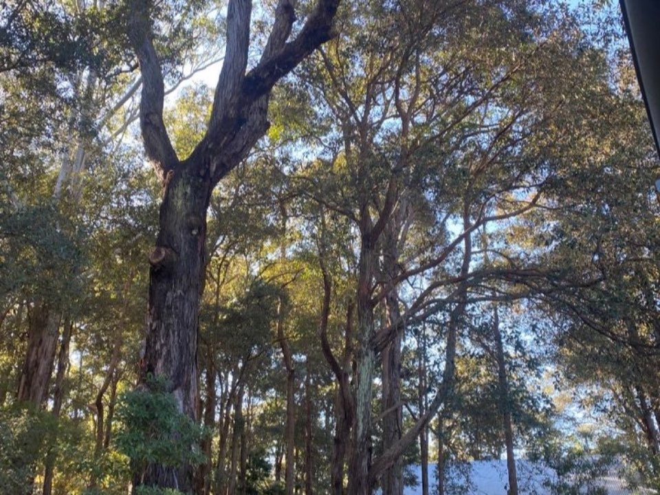Mature trees in Falkirk parkland with a property visible in the background